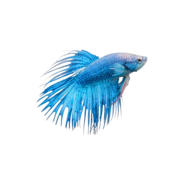 Betta OnlyFins Fish Store